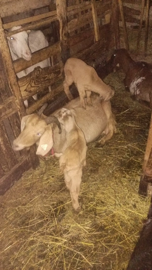 Vând ieduț metis anglo-nubien  - imagine 3