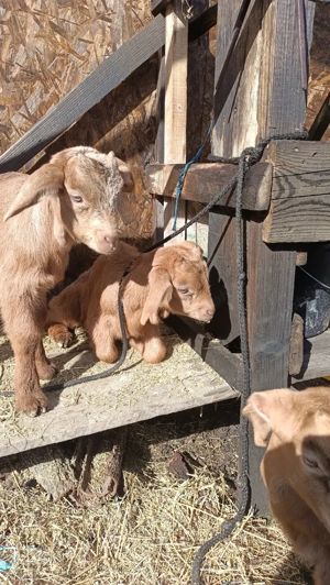 Vând ieduț metis anglo-nubien  - imagine 4