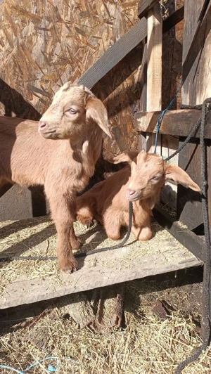 Vând ieduț metis anglo-nubien  - imagine 5