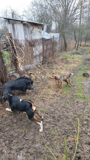 Copoi mix laika siberian  - imagine 5