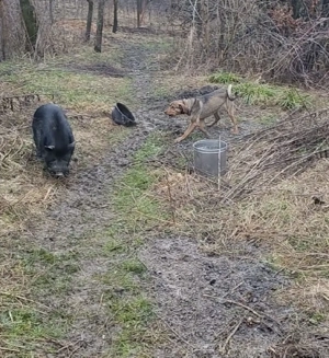 Copoi mix laika siberian 