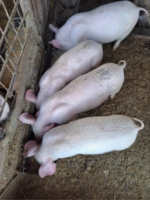 Vand purcei  - imagine 4