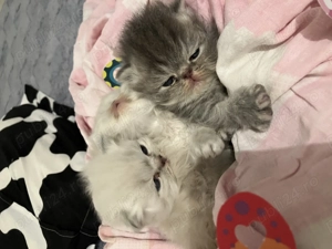 Pisicuțe persane superbe