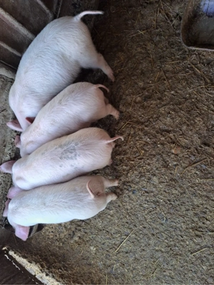 Vand purcei  - imagine 3