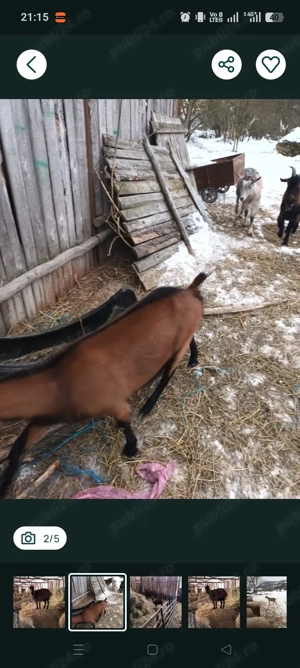 vand capra alpina franceza - imagine 3