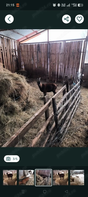 vand capra alpina franceza - imagine 2