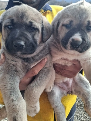 catei kangal  - imagine 2