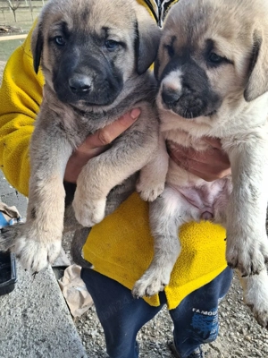 catei kangal 