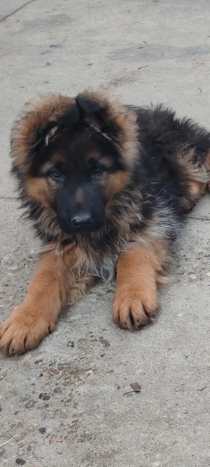 pui ceobanesc german cu păr lung 