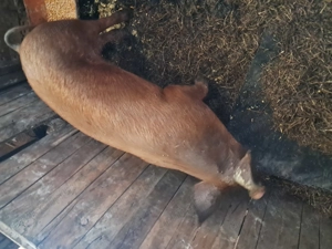 De vânzare o scrofita duroc sau schimb  - imagine 2