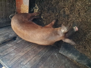 De vânzare o scrofita duroc sau schimb  - imagine 3