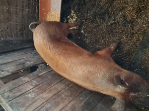 De vânzare o scrofita duroc sau schimb 