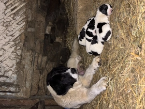 Căței Ciobănesc de Bucovina  - imagine 5