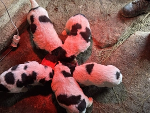 Căței Ciobănesc de Bucovina 