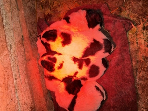 Căței Ciobănesc de Bucovina  - imagine 2