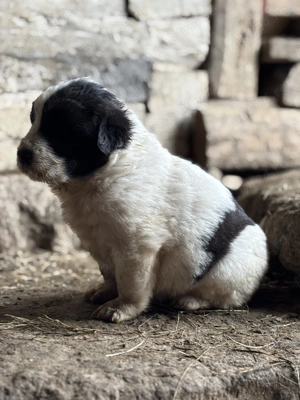 Căței Ciobănesc de Bucovina  - imagine 4