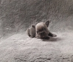 Buldog Francez Blue fetita 