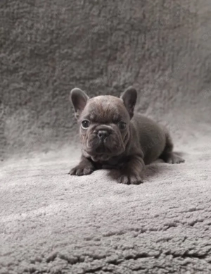 Buldog Francez Blue fetita  - imagine 3