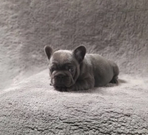 Buldog Francez Blue fetita  - imagine 2