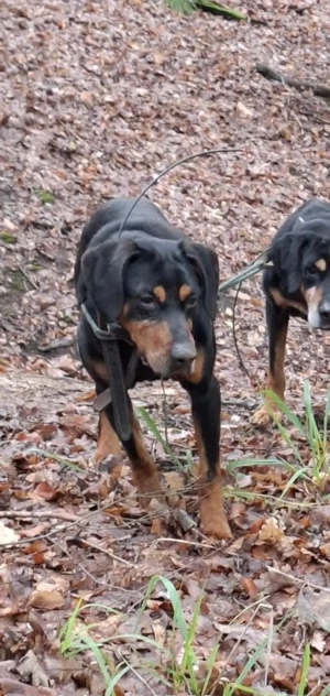 Vand Mascul copoi ardelenes 