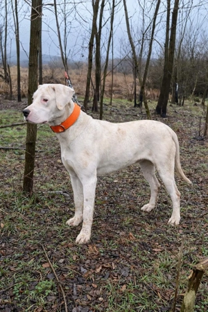 Vand dog argentinian 