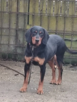 Vând copoi slovac  - imagine 3