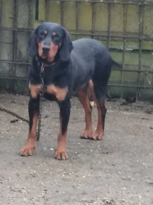 Vând copoi slovac  - imagine 4