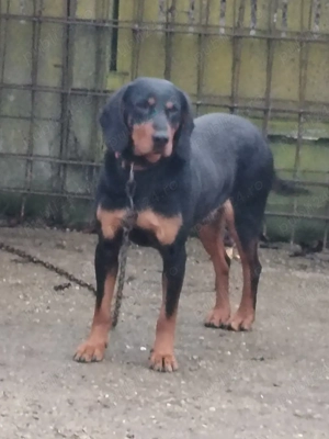 Vând copoi slovac  - imagine 2