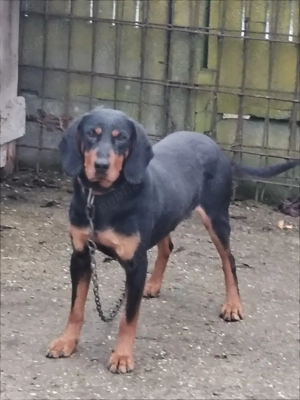 Vând copoi slovac  - imagine 5