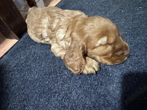 Cocker Spaniel Auriu