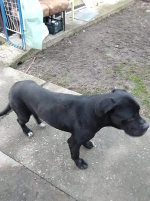 Vând câine Cane Corso  250  - imagine 2