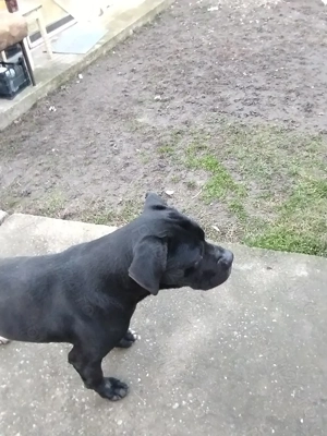 Vând câine Cane Corso  250  - imagine 3