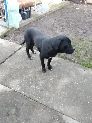 Vând câine Cane Corso  250  - imagine 4
