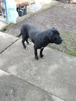 Vând câine Cane Corso  250  - imagine 5