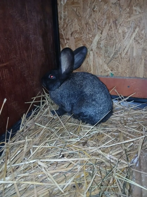 Vand mascul din urias german cu uriqs de Transilvamia - imagine 4