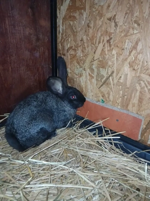 Vand mascul din urias german cu uriqs de Transilvamia - imagine 2