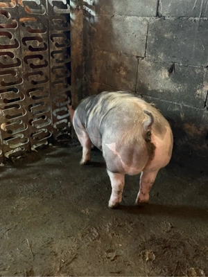 pietrain belgian  - imagine 3