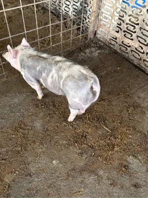 pietrain belgian  - imagine 4