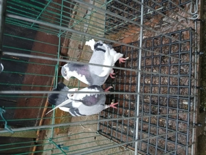 Vand o pereche de galațeni si un mascul zburator sârb - imagine 3