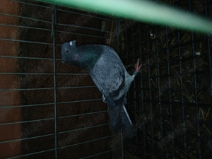 Vand o pereche de galațeni si un mascul zburator sârb - imagine 2