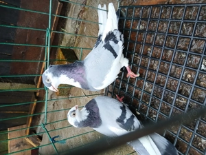 Vand o pereche de galațeni si un mascul zburator sârb - imagine 4