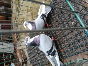 Vand o pereche de galațeni si un mascul zburator sârb - imagine 5