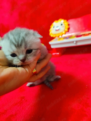 Brithis și schotish disponibili - imagine 3