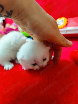 Brithis și schotish disponibili - imagine 2