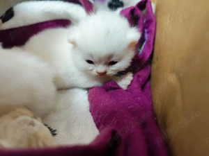 Brithis și schotish disponibili