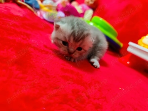 Brithis și schotish disponibili - imagine 4