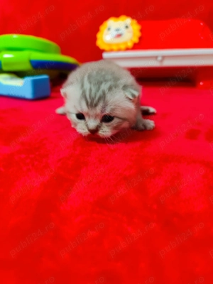 Brithis și schotish disponibili - imagine 5