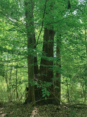 Vand 15.70 ha padure in judetul Arges cu amenajament in vigoare
