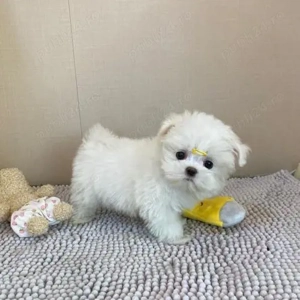 bichon maltez mini toy  - imagine 2