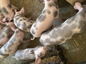 Vand purcei petrean 9 bucati - imagine 2